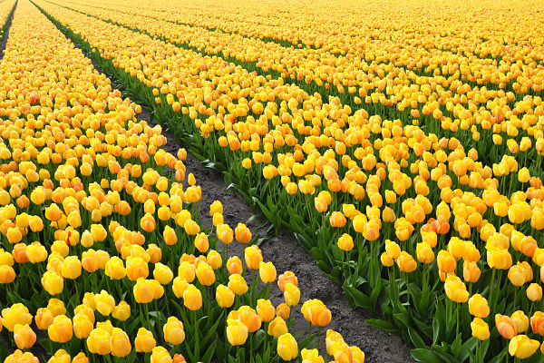 Bulb Fields Yellow Tulips