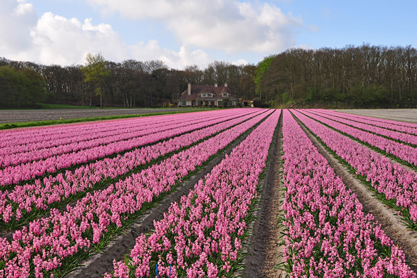 Bulb Fields Pink Hyacinth