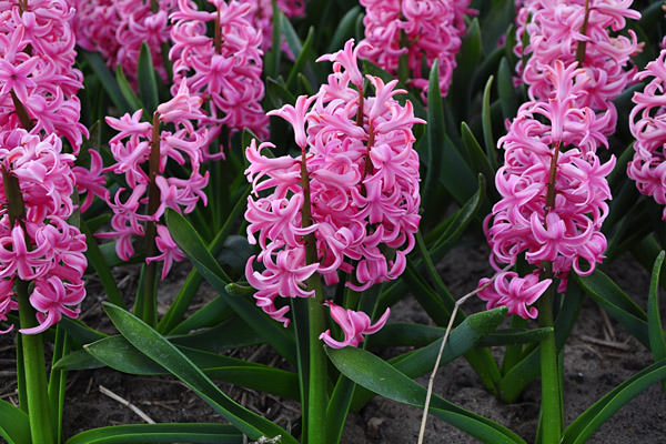 Bulb Fields Pink Hyacinth