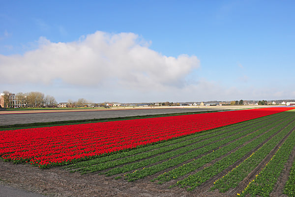 Red Tulips Fields