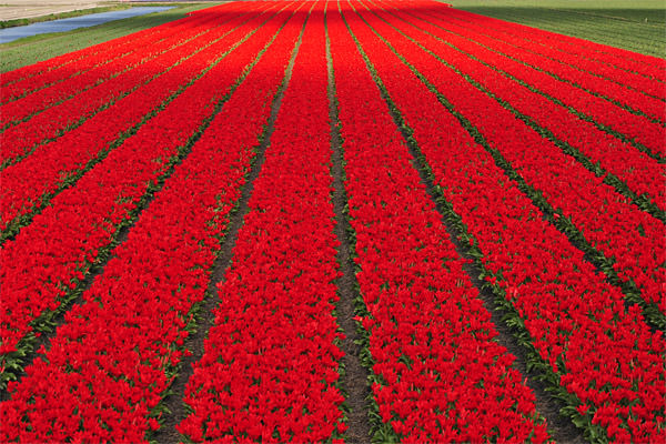 Red Tulips Fields