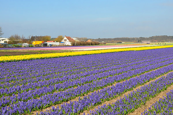 Bulb Fields