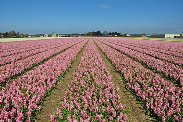 Bulb Fields