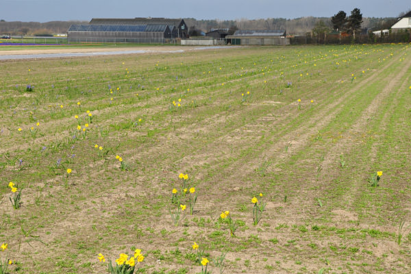 Empty Bulb Field NOT