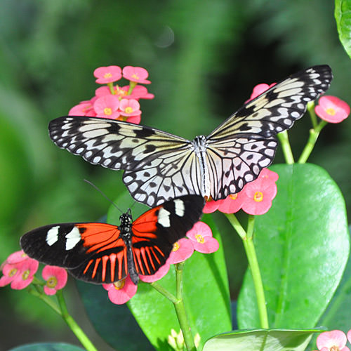 Butterfly!