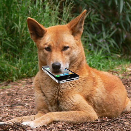 A Dingo Ate My iPhone!!