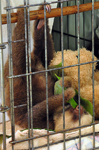 Baby Sloth with Teddy Bear