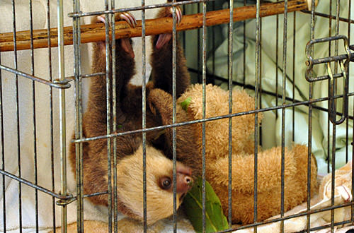 Baby Sloth with Teddy Bear