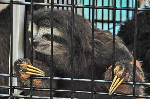 Caged Sloth