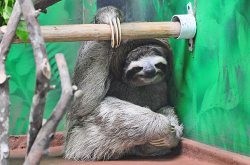 Adult Sloth Hangs Out