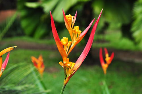 Rainforest Flowers