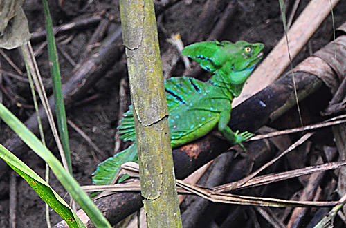 Green Lizard