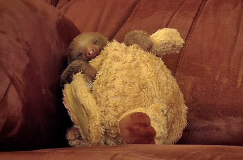 Baby Sloth and his Teddy Bear