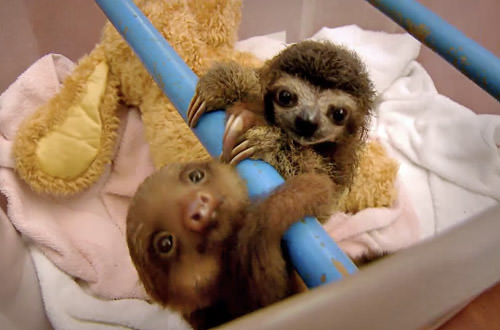 Baby Sloths Hanging Around