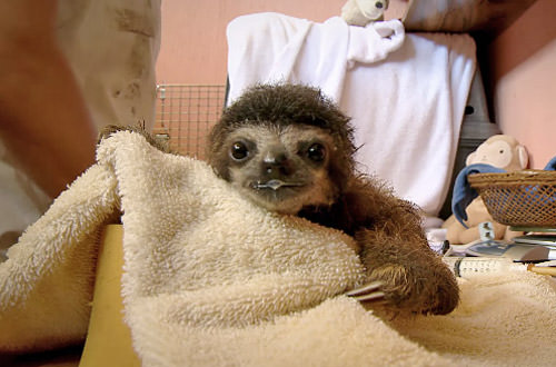 Baby Sloth has a Bath!