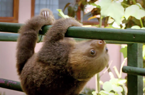 Baby Sloth Goes for a Walk!