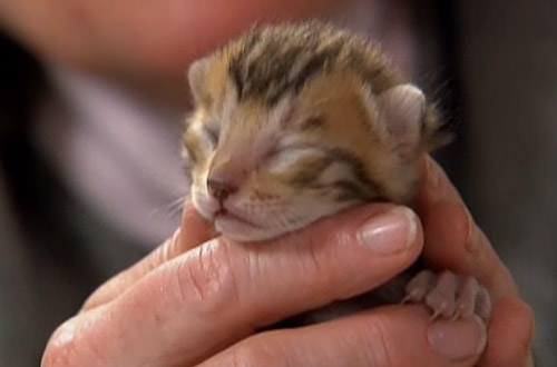 Newborn Kitten Tries to Open His Eyes!