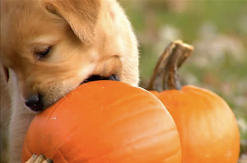 Baby Puppy Chews on Pumkins