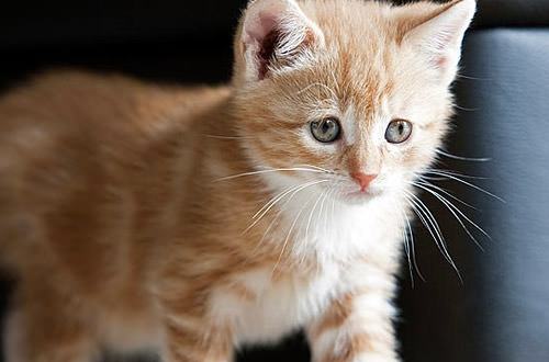 Baby Kitten Takes a Walk