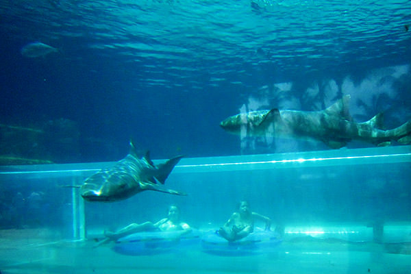 Atlantis Shark Tank