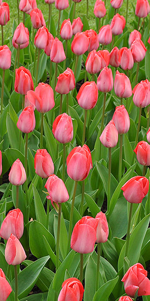 Red Tulips