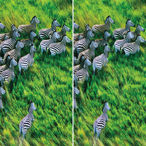 Retina Zebras