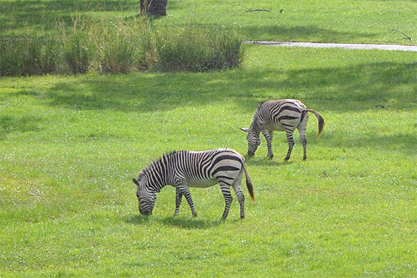 Zebra!