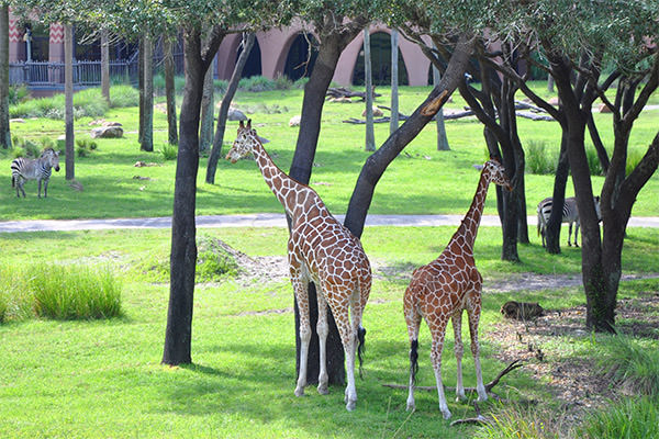 Giraffes!