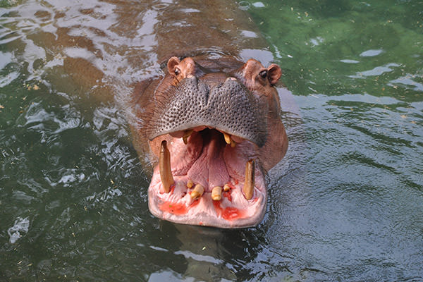 Hungry Hippo!