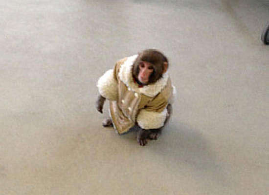 IKEA Monkey