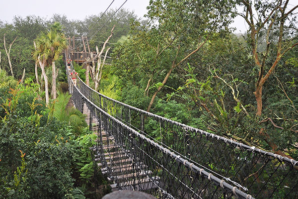 Rope Bridge