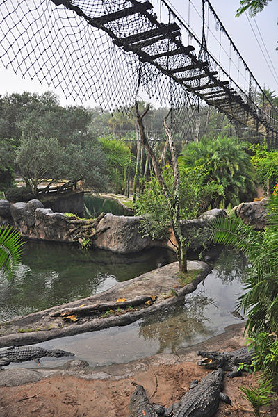 Bridge Gators