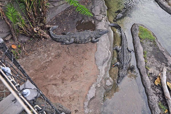 Bridge Gators