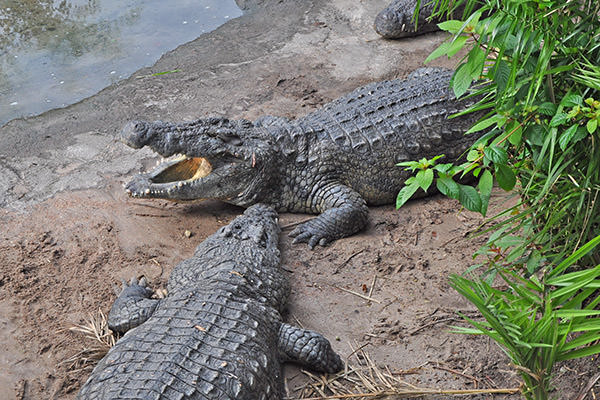 Bridge Gators