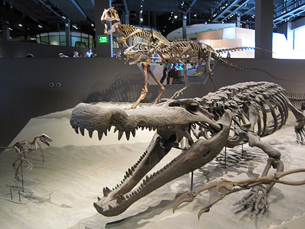 Natural History Museum of Utah Dinos