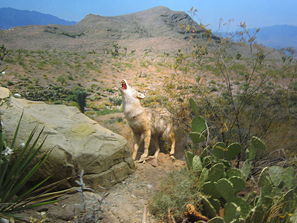 Natural History Museum of Utah Diorama!