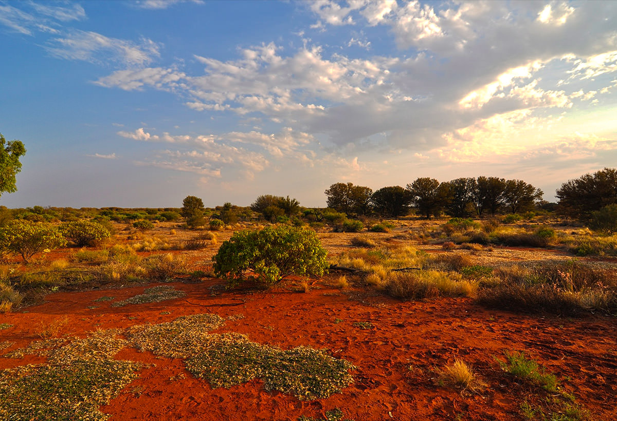 Outback