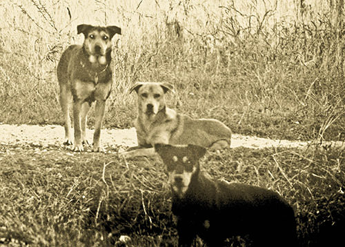 Sentries WOODS