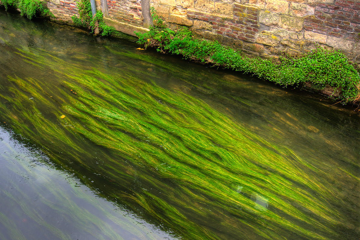 Green River in Maastricht