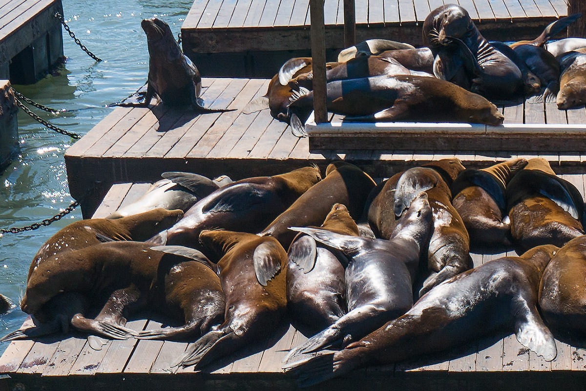 Sea Lions Sunning in San Francisco