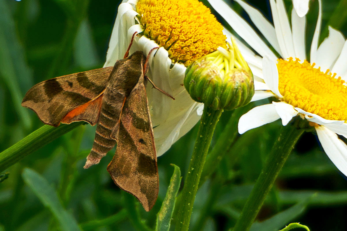 Sleepy Moth