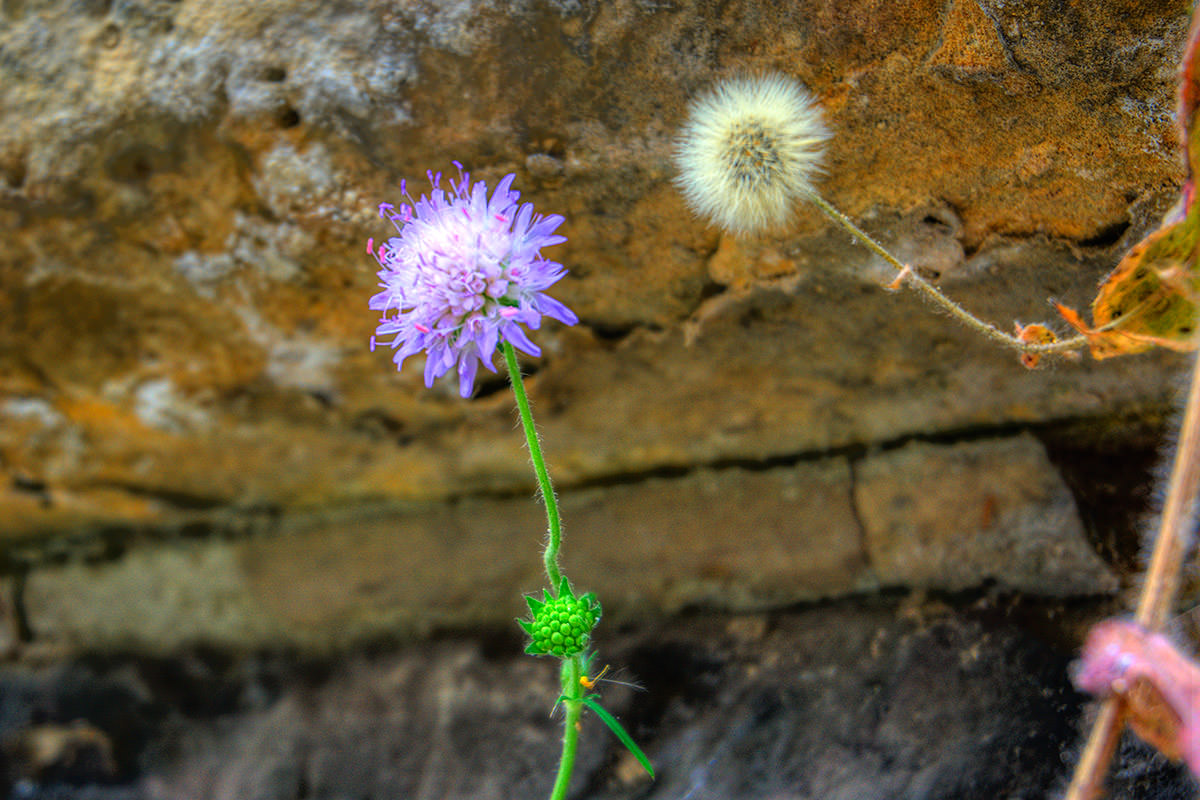 Wall Flowers in Maastricht