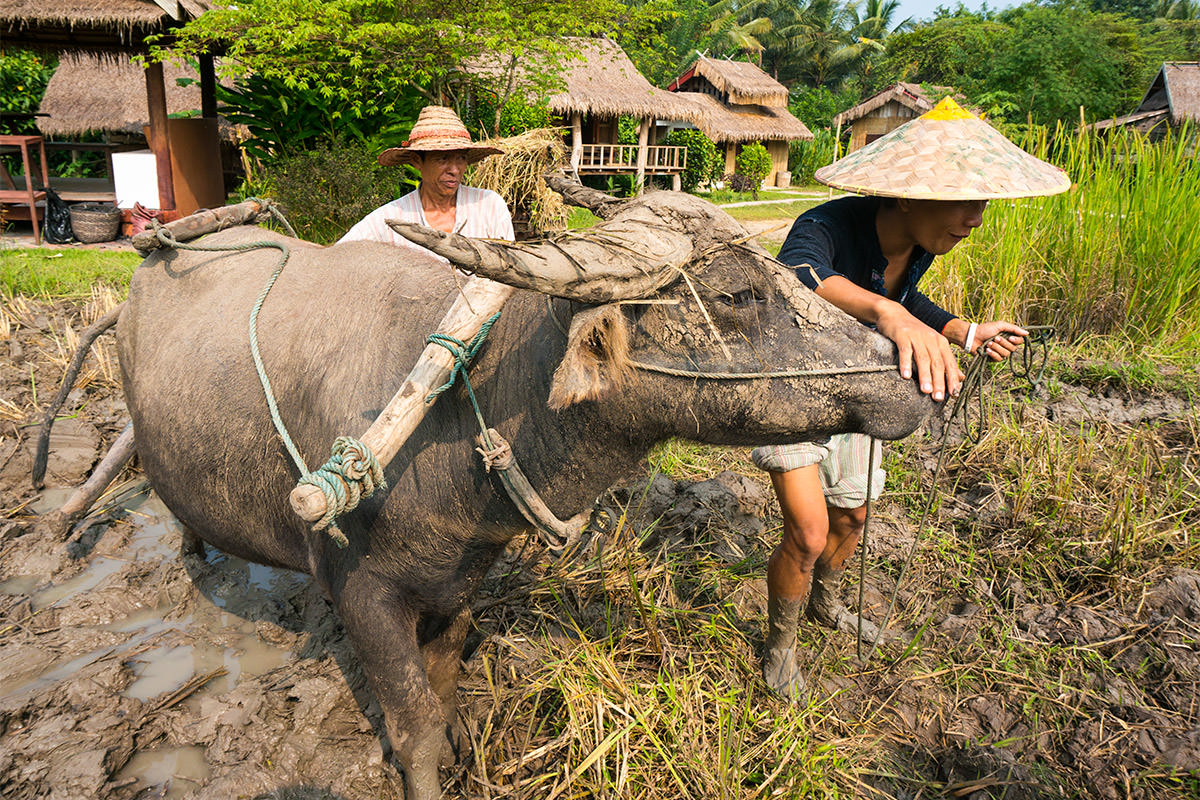 Living Land Rice Farm in Laos