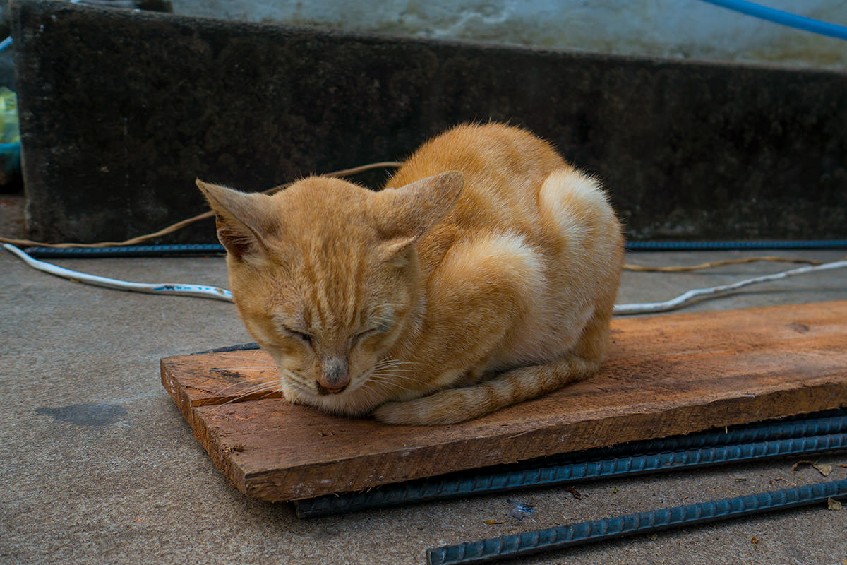 Temple Climb Kitty