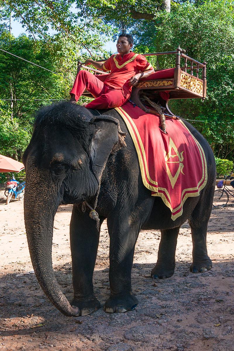 Elephant Ride on Chitham