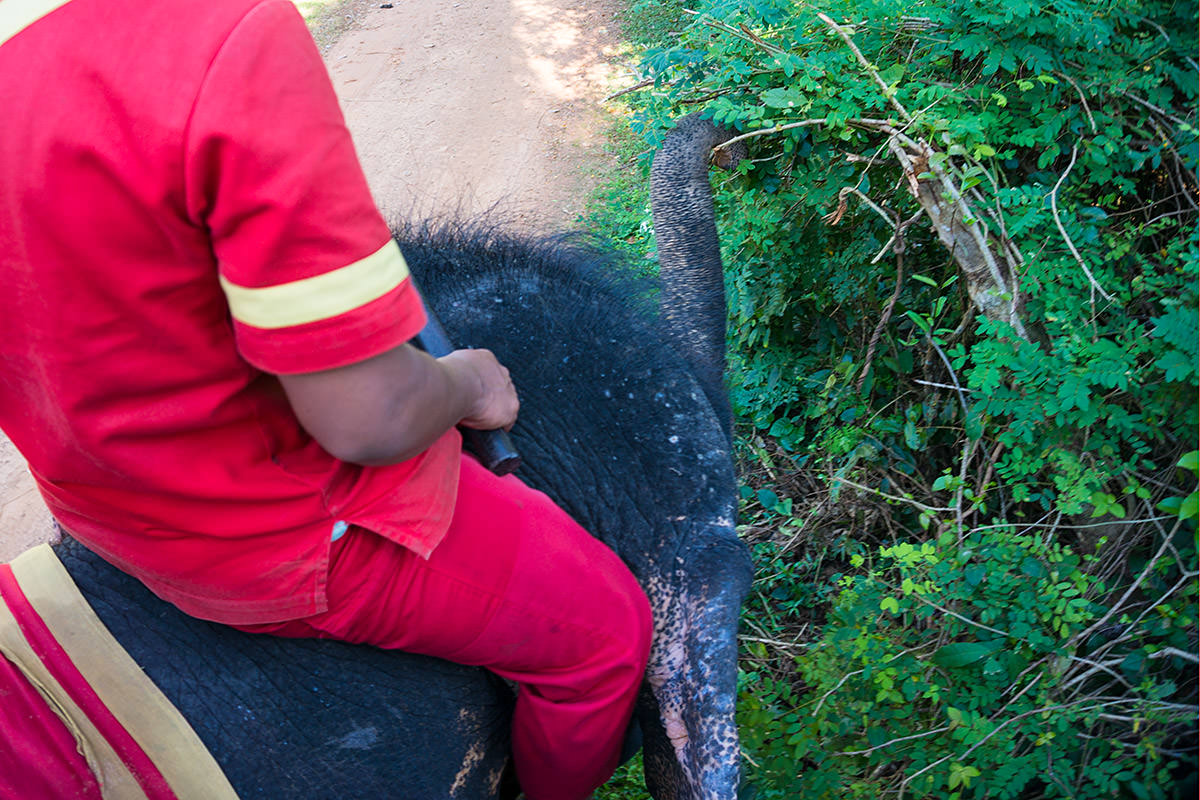 Elephant Ride on Chitham