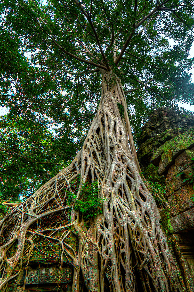 Ta Prohm