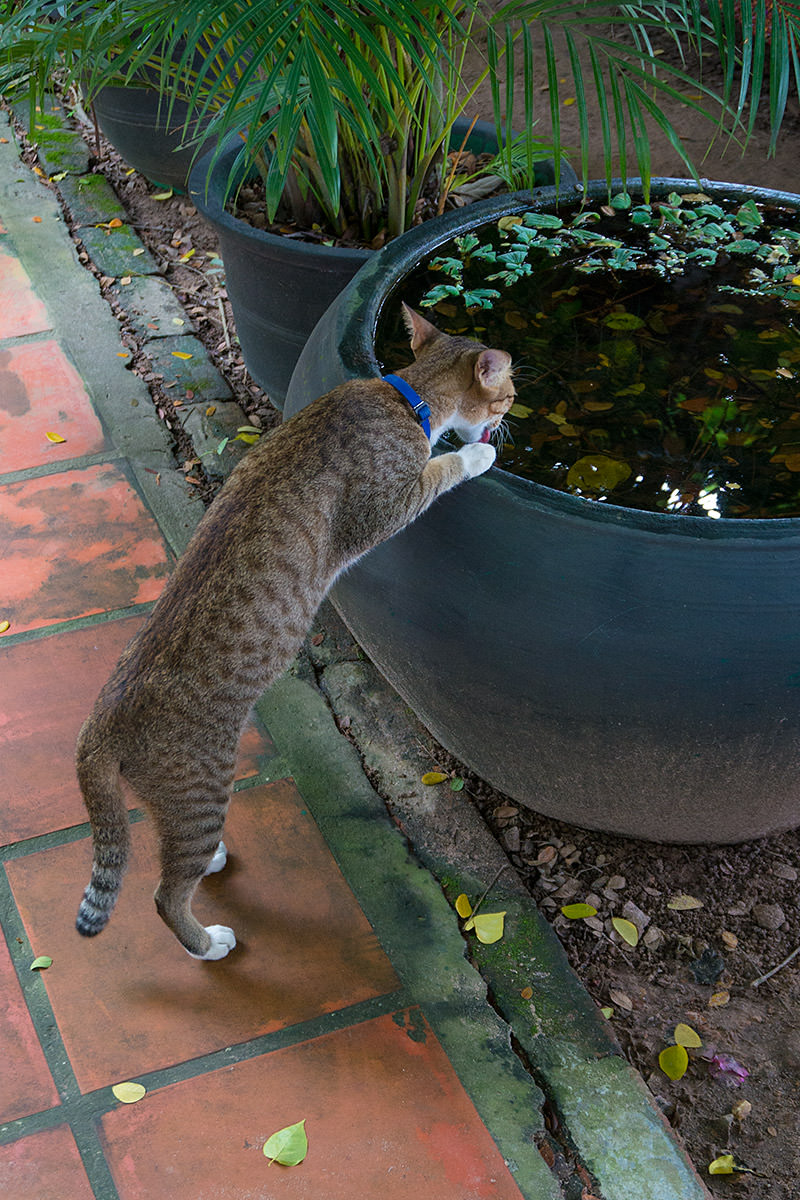 Peace Cafe Cat, Siem Reap, Cambodia