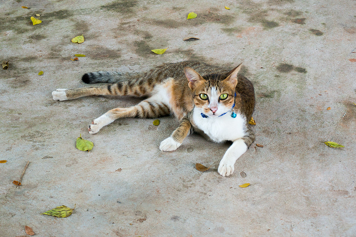 Peace Cafe Cat, Siem Reap, Cambodia