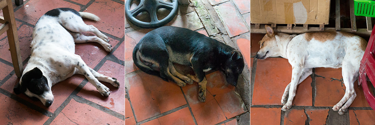 Mekong Dogs of Vietnam